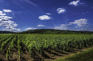 Sursă foto: FB MADR