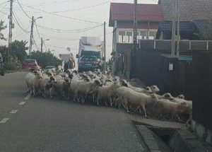 Pitești. A blocat strada cu oile și a fost amendat! 1 2dd9853d ce54 4029 88f6 3ad561711295 - Pitești. A blocat strada cu oile și a fost amendat!