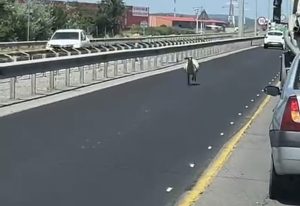 84434541 aa15 4d2d 944a d4d1f65fd121 - (VIDEO) Oaie pe A1. Trafic îngreunat