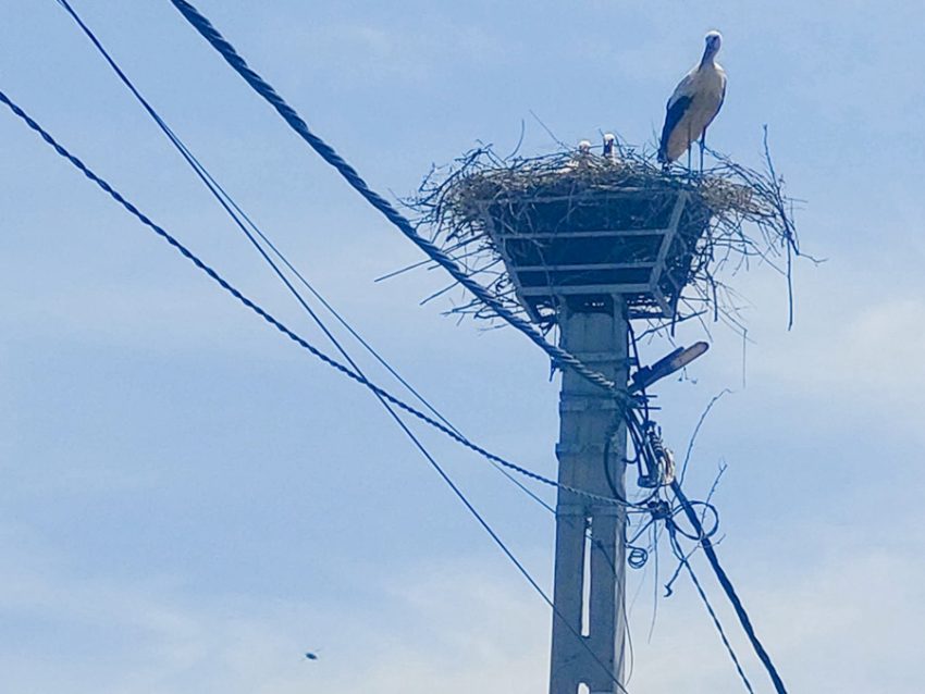 barza mioveni 2 Sursă foto: FB Primăria Orașului Mioveni.