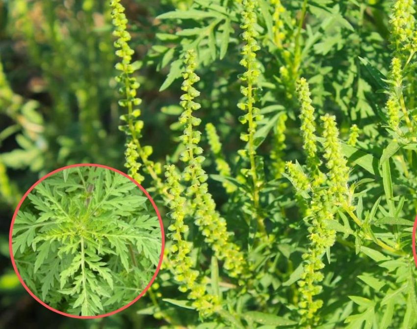 ambrozia la Ștefanesti