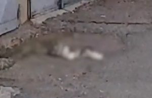 cats 4 - S-a certat cu iubita și i-a aruncat cățelul de la etajul 4