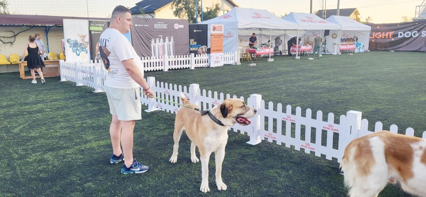 Eveniment inedit la Bradu! Competiție canină desfășurată în nocturnă! 1 Bradu- dog show