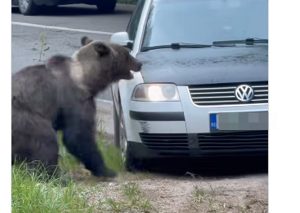 A încercat să sperie ursul sau să-l lovească? Poliția face verificări după un incident pe Transfăgărășan 1 cats - A încercat să sperie ursul sau să-l lovească? Poliția face verificări după un incident pe Transfăgărășan