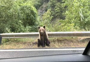 Sursă foto: FB Facaleata Ioana.