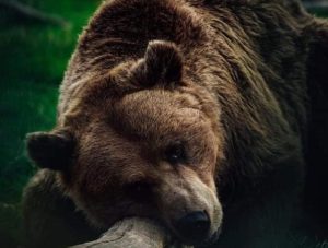 Program extins la Grădina Zoologică Pitești: Vizitează până la ora 20:00 în weekend  7 Sursă foto: FB Primaria Munciipiului Pitesti