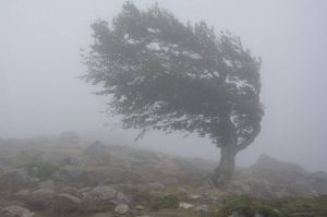 cats 3 - Cod galben de vânt în 8 județe