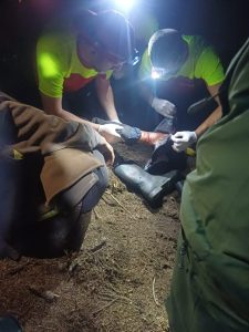 a5e561fe 4df5 4157 bb8b 588a6bfd339d - Cioban atacat de urs în Masivul Iezer-Păpușa!