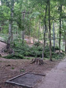 4e35b0ff b2e3 4740 932c 2bf17d4b7b20 - PUTEAU SĂ ÎI OMOARE! Copaci prăbușiți în Parcul Trivale! Copii aflați la câțiva pași...