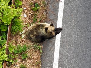 517115758 1216459796946944 2110616256106687223 n - Turiști amendați pentru că au hrănit urșii de pe Transfăgărășan