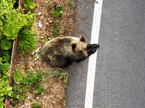 Urs Transfăgărășan