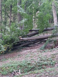 PUTEAU SĂ ÎI OMOARE! Copaci prăbușiți în Parcul Trivale! Copii aflați la câțiva pași... 2 91f54ec3 eec0 45af 8d90 d66515d89b58 - PUTEAU SĂ ÎI OMOARE! Copaci prăbușiți în Parcul Trivale! Copii aflați la câțiva pași...