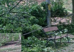PUTEAU SĂ ÎI OMOARE! Copaci prăbușiți în Parcul Trivale! Copii aflați la câțiva pași... 1 b2b49056 92bb 4f73 9de9 b088c2247d13 - PUTEAU SĂ ÎI OMOARE! Copaci prăbușiți în Parcul Trivale! Copii aflați la câțiva pași...