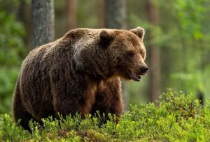 Sursă foto: FB Salvamont Arges.