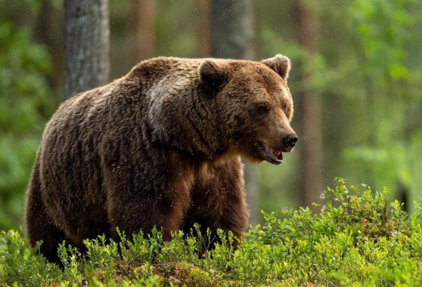 urs salvamont 41 Sursă foto: FB Salvamont Arges.