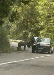 Controale pe Transfăgărășan! Turiști amendați de Garda de Mediu Argeș pentru hrănirea urșilor 3 522729763 1066888212297176 3173056317983357952 n - Controale pe Transfăgărășan! Turiști amendați de Garda de Mediu Argeș pentru hrănirea urșilor