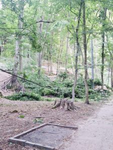 Dacă vă cade un copac în cap în Pădurea Trivale, este vina voastră! 1 copaci padurea trivale 2 - Dacă vă cade un copac în cap în Pădurea Trivale, este vina voastră!