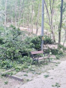 Dacă vă cade un copac în cap în Pădurea Trivale, este vina voastră! 2 copaci padurea trivale 4 - Dacă vă cade un copac în cap în Pădurea Trivale, este vina voastră!