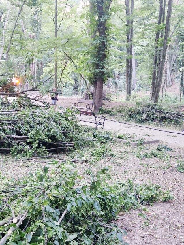 Dacă vă cade un copac în cap în Pădurea Trivale, este vina voastră! 5 copaci padurea trivale 5 - Dacă vă cade un copac în cap în Pădurea Trivale, este vina voastră!