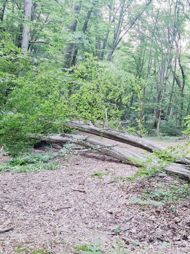 Dacă vă cade un copac în cap în Pădurea Trivale, este vina voastră! 4 copaci padurea trivale 6 - Dacă vă cade un copac în cap în Pădurea Trivale, este vina voastră!