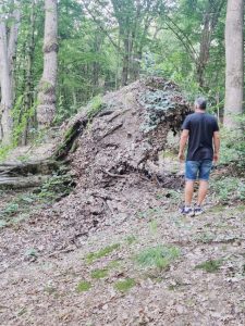 Dacă vă cade un copac în cap în Pădurea Trivale, este vina voastră! 3 copaci padurea trivale 7 - Dacă vă cade un copac în cap în Pădurea Trivale, este vina voastră!
