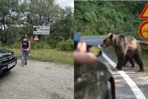 Controale pe Transfăgărășan! Turiști amendați de Garda de Mediu Argeș pentru hrănirea urșilor 1 page 1 - Controale pe Transfăgărășan! Turiști amendați de Garda de Mediu Argeș pentru hrănirea urșilor
