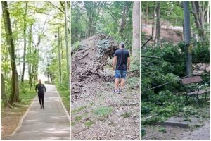Dacă vă cade un copac în cap în Pădurea Trivale, este vina voastră! 1 page 2 - Dacă vă cade un copac în cap în Pădurea Trivale, este vina voastră!