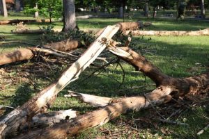 După incidentul din Pădurea Trivale. Primăria Pitești taie arborii uscați din Parcul Lunca Argeșului 2 Sursă foto: Primaria Munciipiului Pitesti