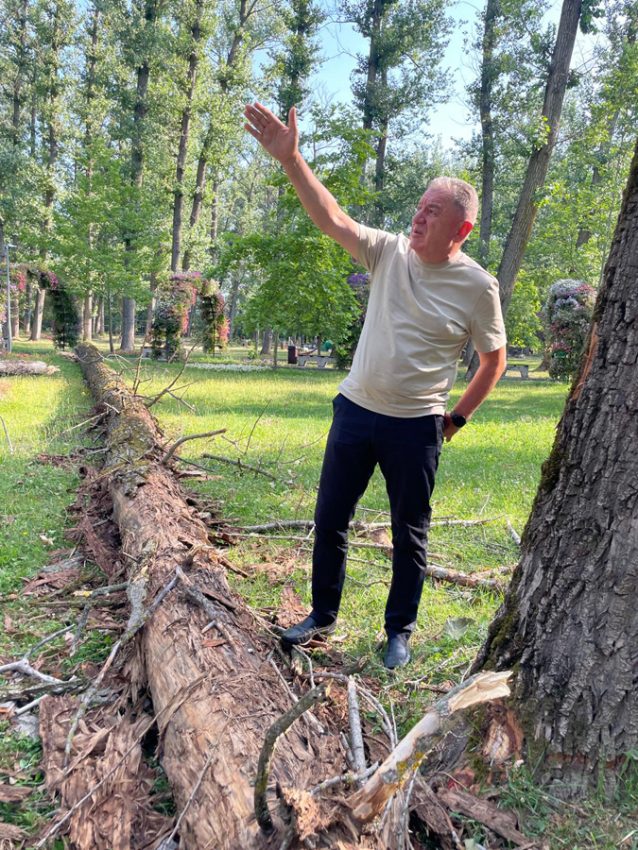 După incidentul din Pădurea Trivale. Primăria Pitești taie arborii uscați din Parcul Lunca Argeșului 5 Sursă foto: Primaria Munciipiului Pitesti