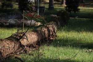 După incidentul din Pădurea Trivale. Primăria Pitești taie arborii uscați din Parcul Lunca Argeșului 1 Sursă foto: Primaria Munciipiului Pitesti