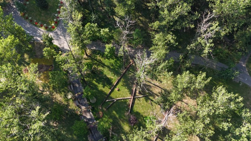 După incidentul din Pădurea Trivale. Primăria Pitești taie arborii uscați din Parcul Lunca Argeșului 6 Sursă foto: Primaria Munciipiului Pitesti