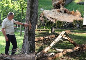 După incidentul din Pădurea Trivale. Primăria Pitești taie arborii uscați din Parcul Lunca Argeșului 22 Sursă foto: Primaria Munciipiului Pitesti