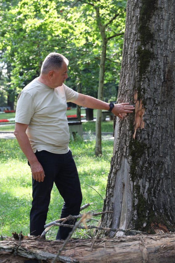 După incidentul din Pădurea Trivale. Primăria Pitești taie arborii uscați din Parcul Lunca Argeșului 4 Sursă foto: Primaria Munciipiului Pitesti