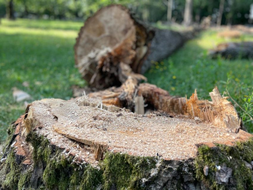 După incidentul din Pădurea Trivale. Primăria Pitești taie arborii uscați din Parcul Lunca Argeșului 3 Sursă foto: Primaria Munciipiului Pitesti