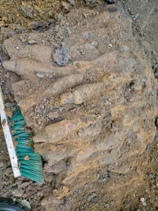 3061dee3 4af9 46f2 9e71 044d2e0b3f04 - 390 de elemente de muniție din Primul Război Mondial, descoperite în Bascov