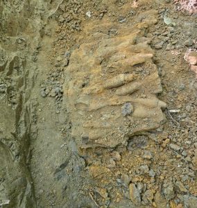 d227afd2 9b9e 4cfa 9b94 6f4dd22ae039 - 390 de elemente de muniție din Primul Război Mondial, descoperite în Bascov