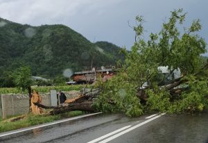 f0d9b1cf a801 4906 957a 113071fa1825 - Trafic îngreunat pe DN 7! Copac căzut pe carosabil