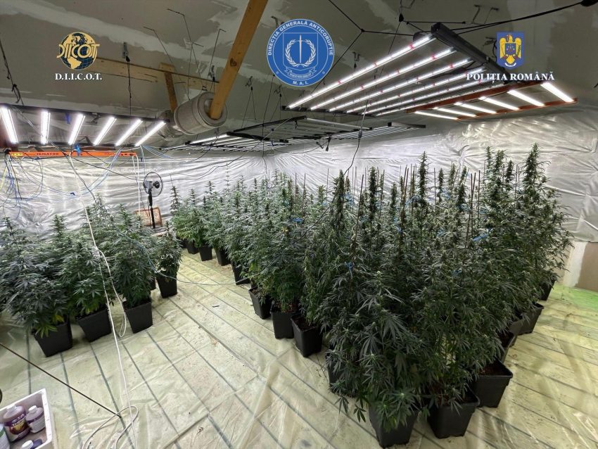 Perchestii Dambovita (3)