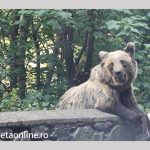 Turist elvețian atacat de urs pe Transfăgărășan. Animalul a fost împușcat! 10 urs pe Transfagarasan