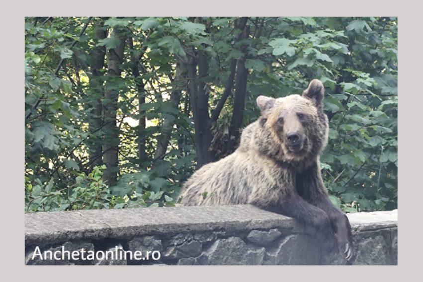 urs pe Transfagarasan