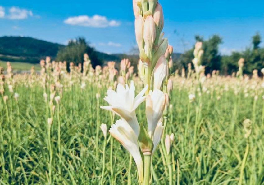 Sursă foto: FB Ministerul Agriculturii și Dezvoltării Rurale.