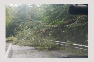 copac cazut pe Transfagarasan