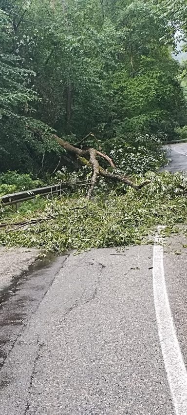 Copac căzut pe carosabil în comuna Arefu, DN 7C, Transfăgărășan 1 copac cazut pe Transfagarasan