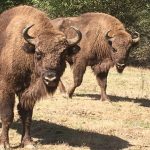 Sursă foto: Primăria Municipiului Pitești.