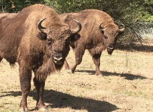 Ziua Internațională a Grădinilor Zoologice: Intrare gratuită la Grădina Zoologică Pitești pe 9 august 3 Sursă foto: Primăria Municipiului Pitești.