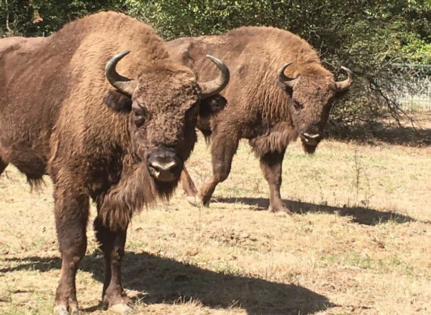 zoo pitesti 1 generic Sursă foto: Primăria Municipiului Pitești.