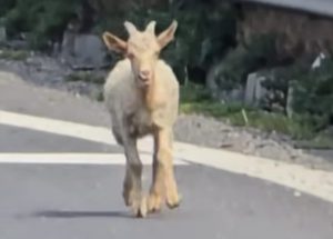 29a13e5a 5b04 4281 96de 5deaf3feed34 - Capre pe Autostrada A1! Intervenție neobișnuită a polițiștilor