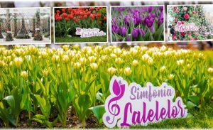 cats 2 - Simfonia Lalelelor – brandul care înflorește, de peste patru decenii, imaginea Argeșului