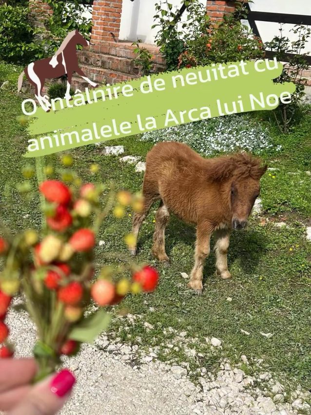 Arca lui Noe – un colț de rai în inima naturii, dedicat familiilor, copiilor și iubitorilor de aventură! 7 Arca lui Noe Arges