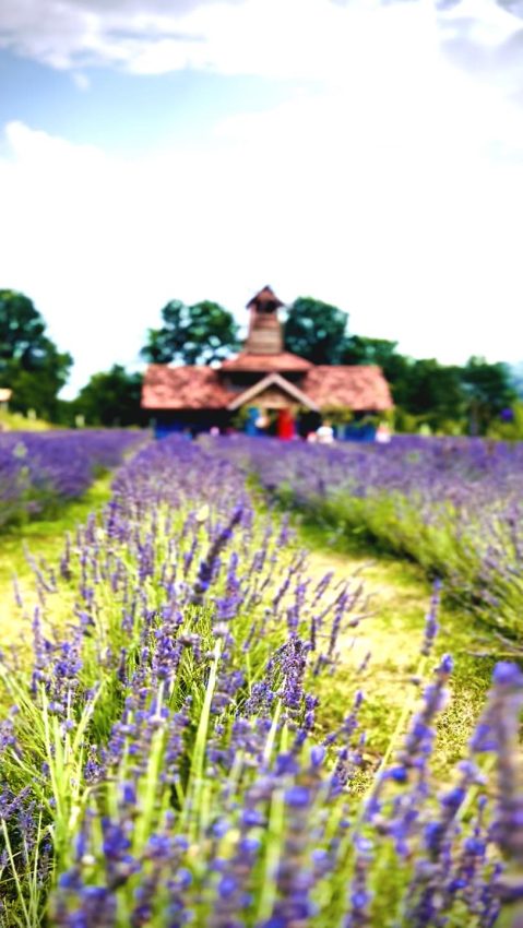 Arca lui Noe – un colț de rai în inima naturii, dedicat familiilor, copiilor și iubitorilor de aventură! 5 Arca lui Noe Arges